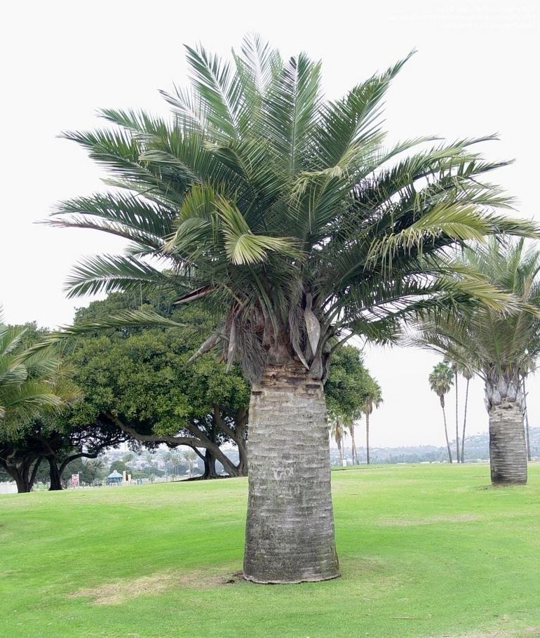 Чилийска винена палма, Юбея - Jubaea chilensis